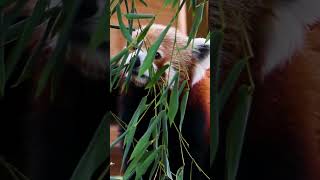 Follow Your Nose!  #zoo #animals #wildlife