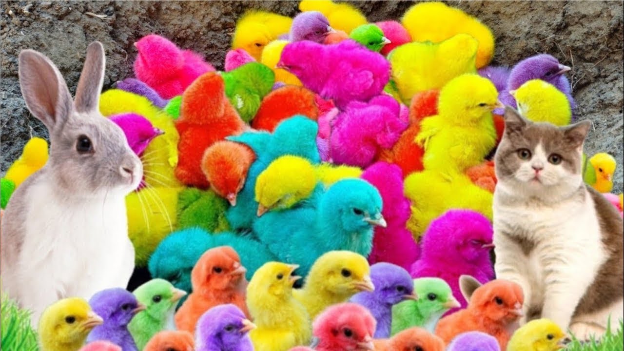 Menangkap Ayam Lucu, Ayam Warna Warni, Ayam rainbow, Ayam Pelangi, Bebek, Kelinci ,Dunia Hewan Lucu
