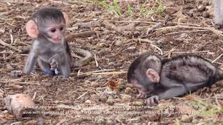 The new season is at hand, babies appearing all over the park, learning about survival and life.