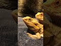 Bearded Dragon Family