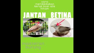 Cara membedakan jantan dan betina kerak basi alis hitam