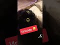 Кот зовёт хозяина .Когда хозяина кота имя Игорь .Прикол Игорь . #игорь #приколыскотами #ржака