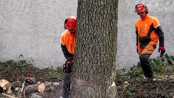 Cutting down a tree with a chainsaw Stihl MS 461