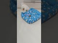 tenho que fazer tudo sozinho #funny #filhote #bichonhavanese#puppy#pets #filhotefofo#bichon#cachorro