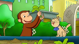 George Helps To Grow Veggies! 🥕🙉 🐵 Curious George | Animal Friends