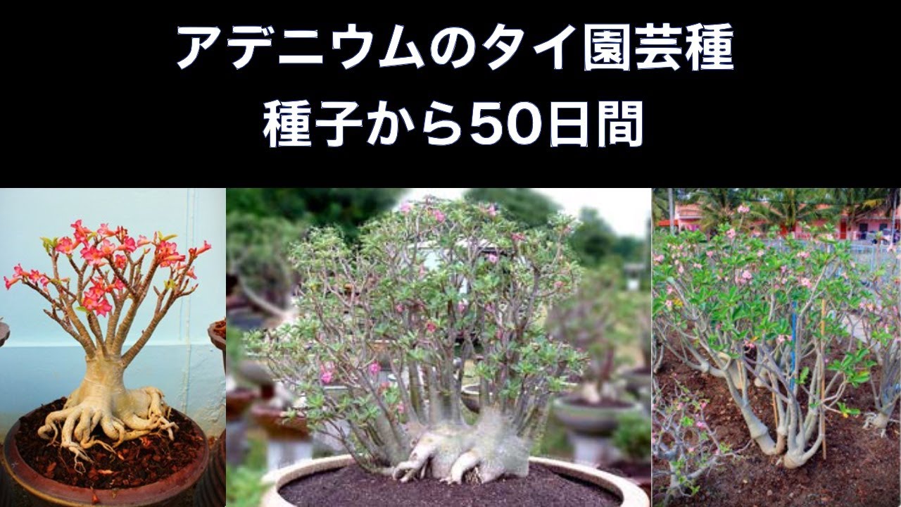 タイ輸入】アデニウム・アラビカム 綴化