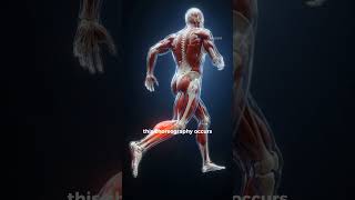 TheTriceps Surae Beyond the calf The incredible of triceps surae#sciencefacts#biologyfacts#bodyfacts