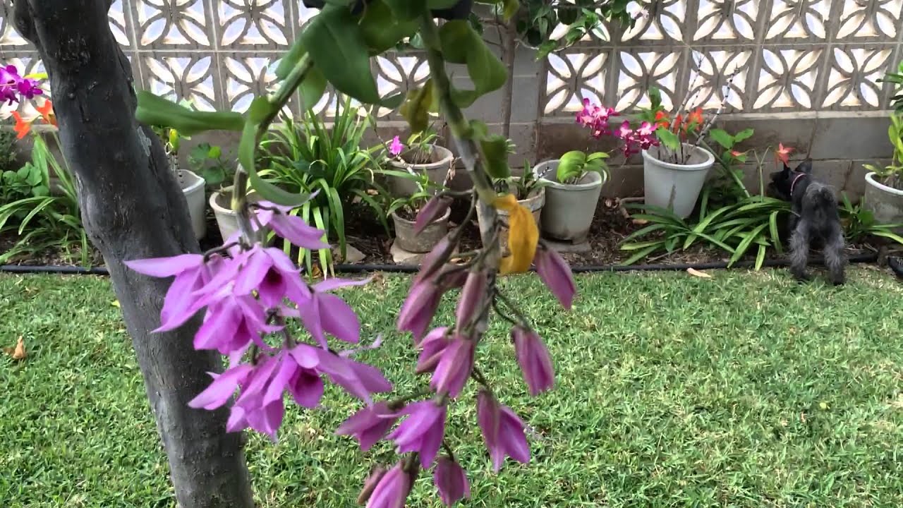 Update On My Hono Hono Dendrobium Anosmum Youtube