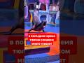 Очень говорливый тюлень 🐋 #shorts #seal #music