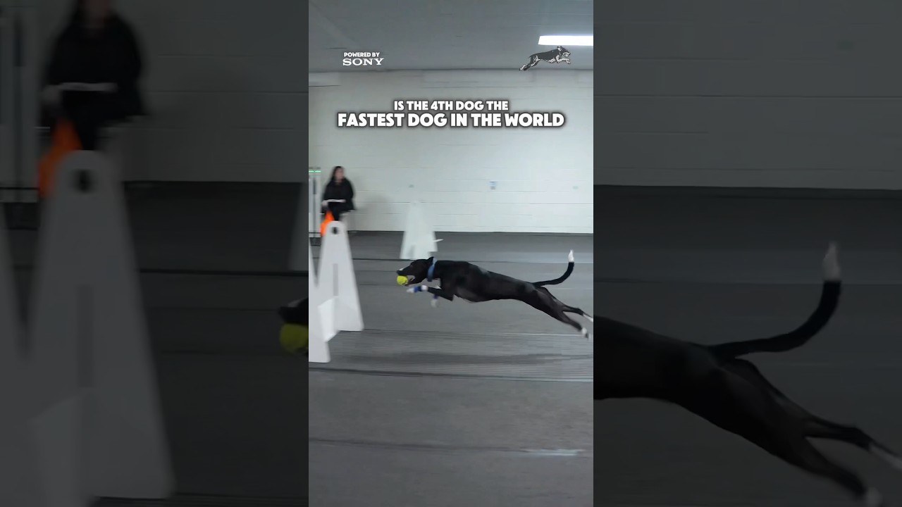 FASTEST DOG IN THE WORLD