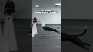 Fastest Dog In The World