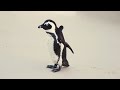 Пингвины на пробежке)) Penguins on a run))