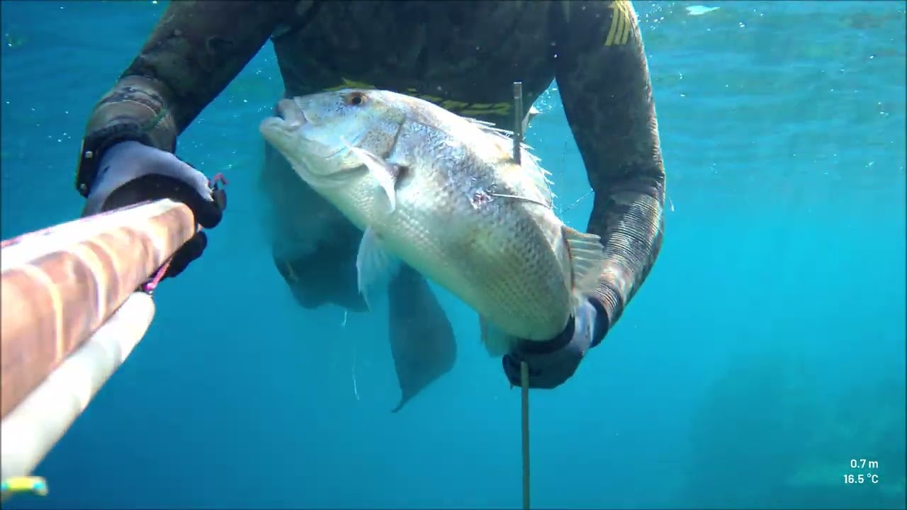 SIGMA 85 the dentex terminator