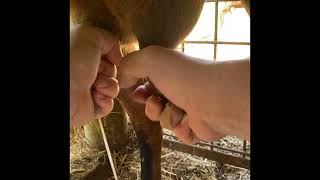 Hand milking. Different technique for long teats versus short teats.