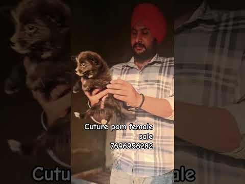 Top 10 breeds ... #trending #puppy #culturepom