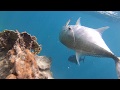 GT fishing Rarotonga TOPWATER