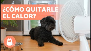 ¿Cómo quitarle el CALOR a un PERRO? ☀ (5 Maneras de Evitar un Golpe de Calor en Perros)