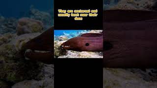Ocean Mysteries: Moray Eel's Top 5 Secrets #shorts #animals #dangerous