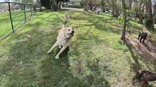 8 Dogs running free