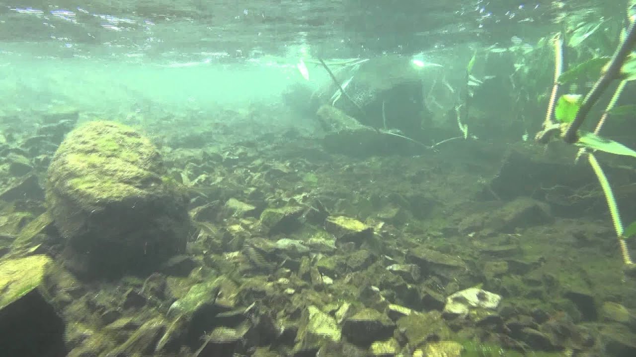 水中撮影 北浅川02 撮影地 東京都八王子市北浅川 Youtube