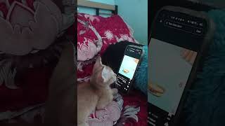 Cat Engrossed in Watching Tom & Jerry Video