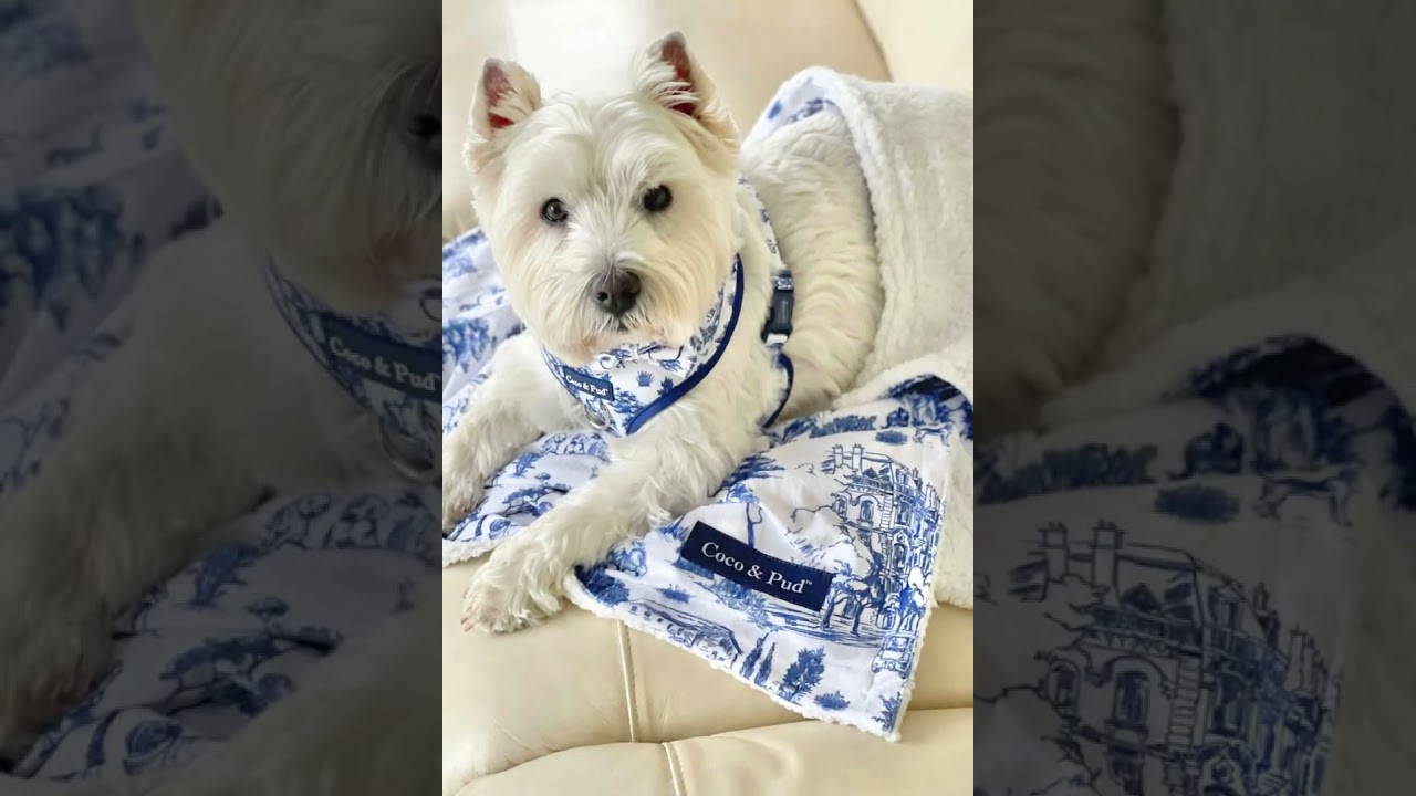 New Spring Toile de Chien Dog Accessories