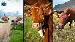Cows And Bulls - Moo Moo Humboo Mooing