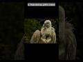 Fakta Menarik Burung Griffon Vulture #birds #facts #shorts #short