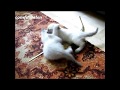 Из жизни тайских котят )))