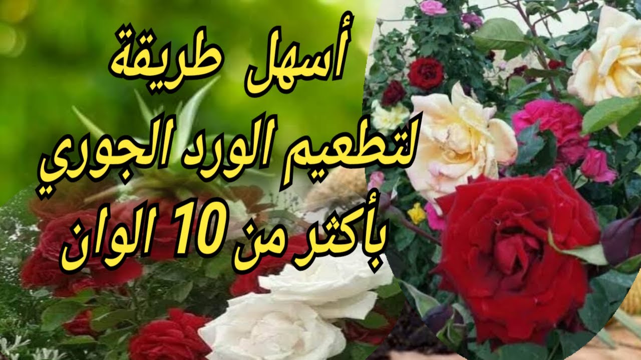 طريقة  التطعيم لي وعدتكم بيها. أسهل تطعيم تخدمو بنفسك في البيت. اكثر من لون في شجرة  واحدة.