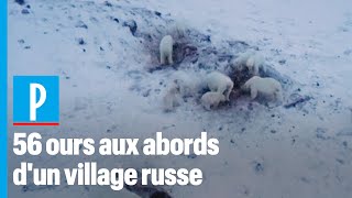 Un village russe cerné par les ours polaires