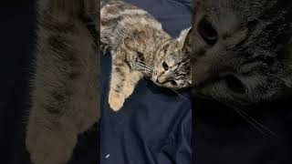 Camera shy 😁 #students #cat #comedy #pets #manila #cutecat #teampayaman #kitten #cute ##fyp