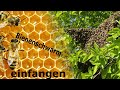 Bienenschwarm einfangen Mp3 Song