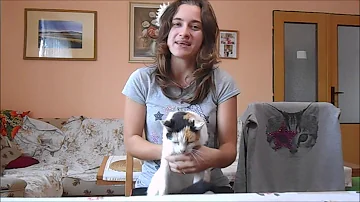 Jak se shodují dvanáct zvířat čínského zvěrokruhu?