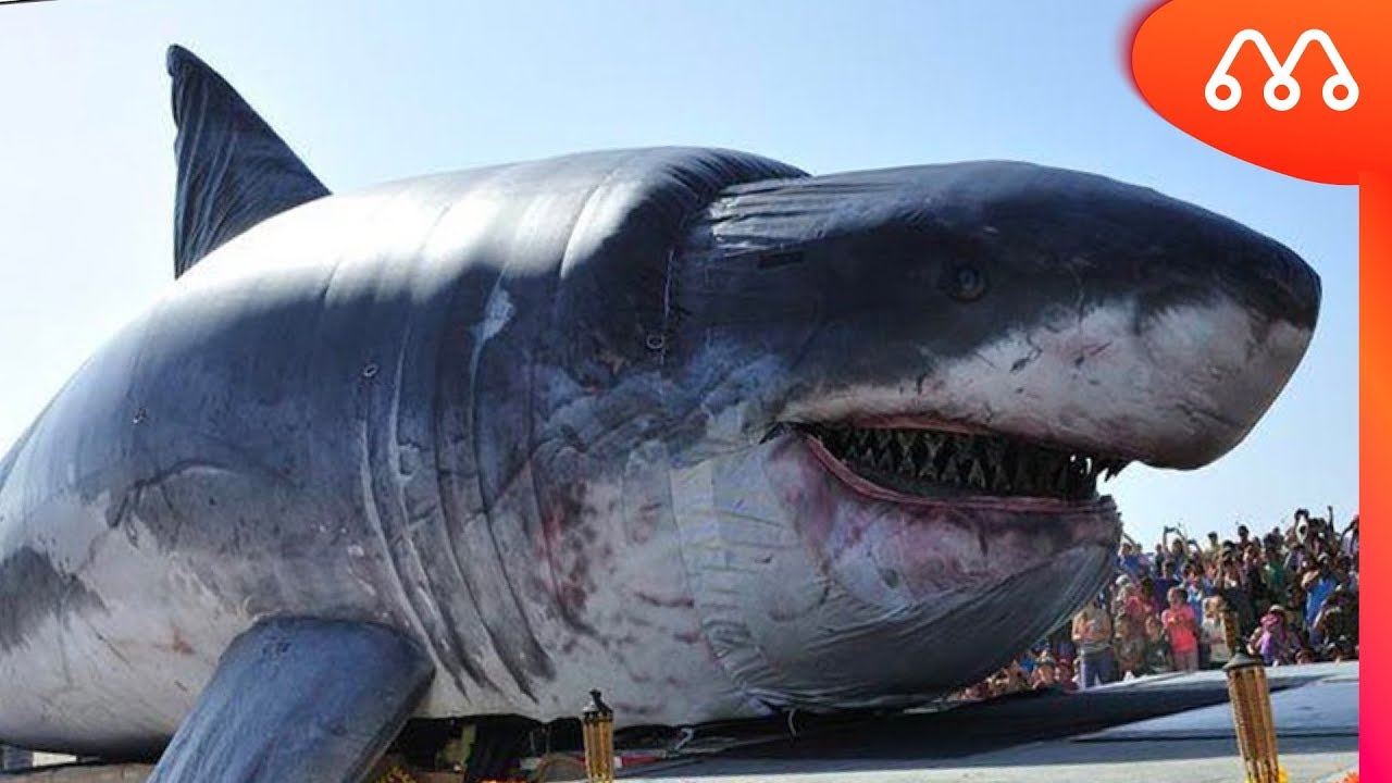 Qual O Tamanho Do Maior Megalodon?