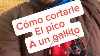 Cómo Cortarle El Pico A Su Gallito O A Su Gallinita