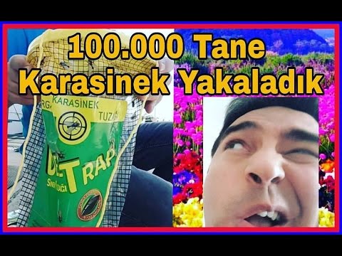 Sinek tuzağı uygulaması