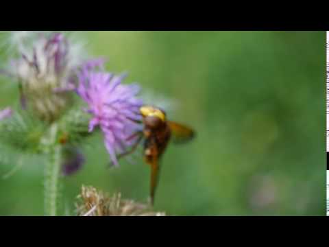 Hornet - Testing my Panasonic Macro lens