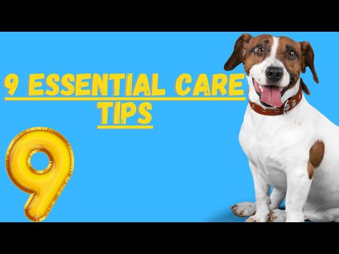 Caring For A Jack Russell Terrier (9 Essential Tips)