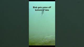 Fly Fishing Blob Gets Eaten Off Bottom