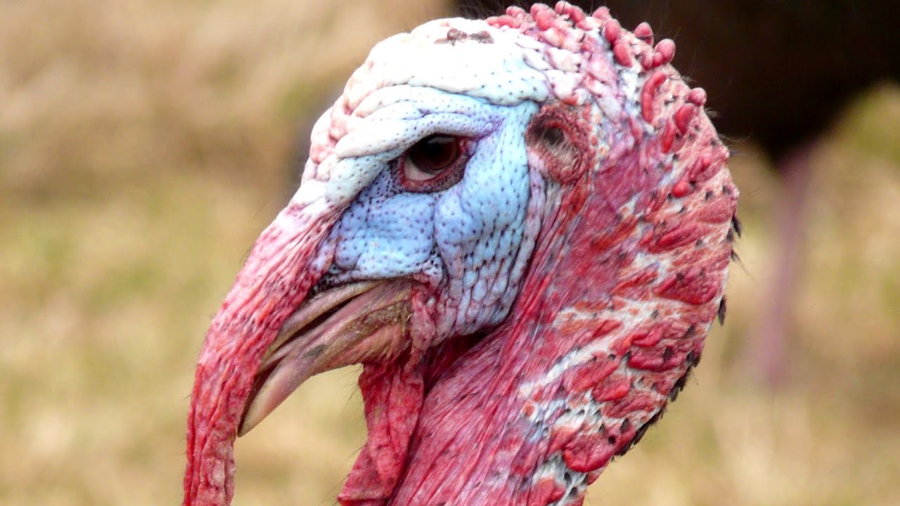 Top 5 Ugliest Animals In The World