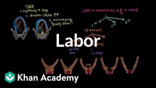 Labor | Reproductive system physiology | NCLEX-RN | Khan Academy