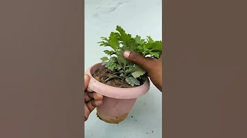 1st tip of chrysanthemum plant.