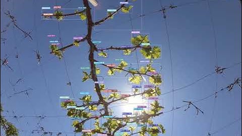 Bitwise Ag - Grape Counting