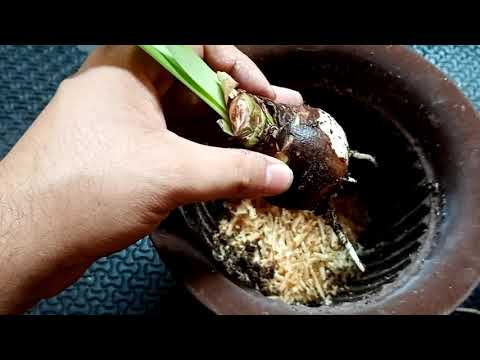 Video: Cultivo De Hippeastrum: Preparación Y Plantación De Bulbos