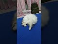 masalah kucing 🐈🤣 #cat #kucing