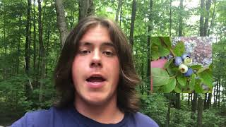 Language with Dawson: Berries in Anishinaabemowin