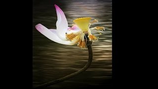 前世命案今世算,梦到有人告知寿命, 33岁出车祸,莲花掉下难过劫(心灵法门) 前世命案今世算,梦到有人告知寿命, 33岁出车祸,莲花掉下难过劫(心灵法门)