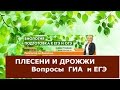 Плесени и Дрожжи. Теория.Подготовка к ЕГЭ и ОГЭ по биологии