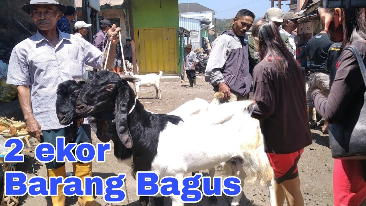 Harga kambing indukan terbaru dipasar Belik-Pemalang || info harga kambing